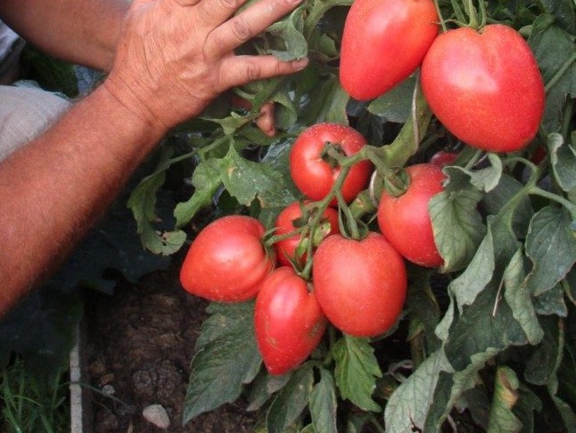 Томат бонапарт: отзывы, фото, описание и характеристика | tomatland.ru