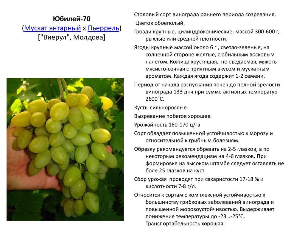 Виноград "мускат гамбургский": описание сорта и фото, рекомендации по выращиванию, характеристики и особенности selo.guru — интернет портал о сельском хозяйстве