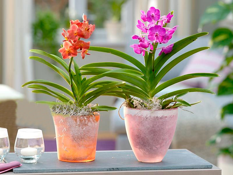 Ascocentrum miniatum | finca drácula