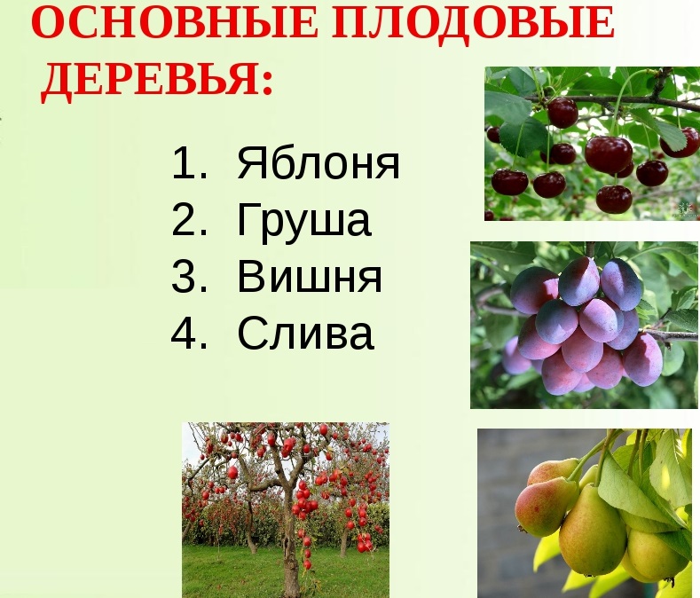 Многолетние кустарники для сада, дачи и огорода: названия декоративных и цветущих культур с фото