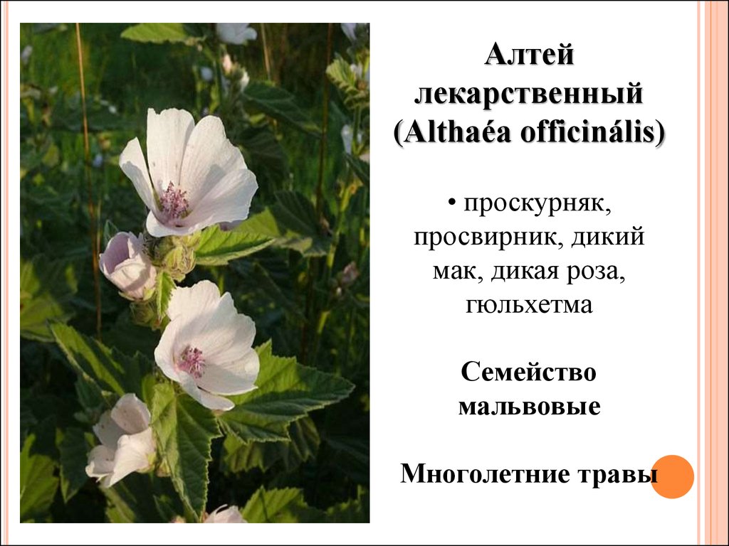 Алтей лекарственный: описание растения, применение