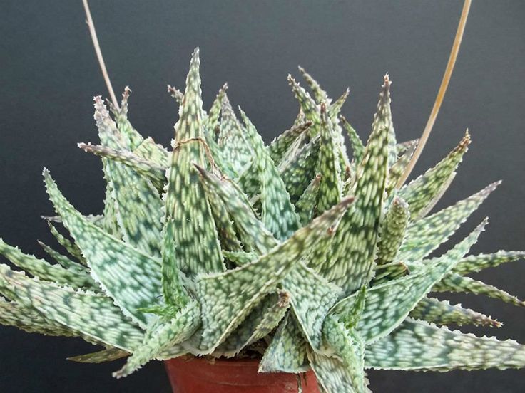 Aloe rauhii 'snowflake'