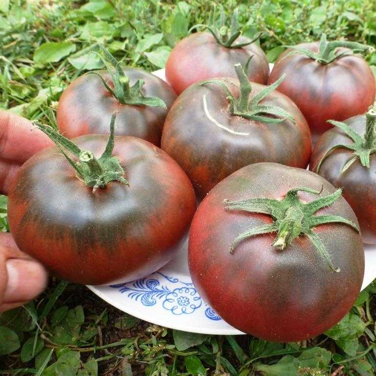 Томат черный бизон: описание сорта, фото, отзывы