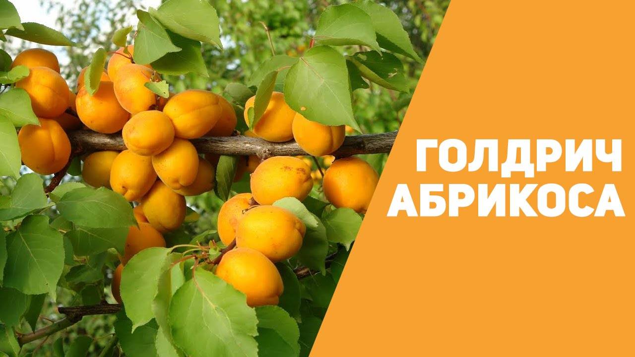 Лучшие сорта абрикоса для юга россии