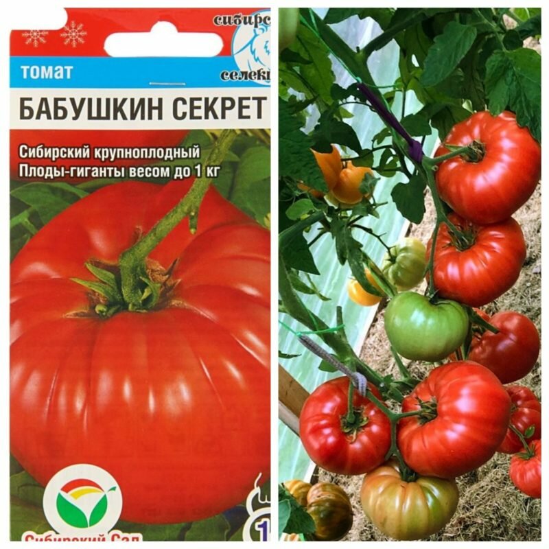 Лучшие и самые урожайные сорта помидоров для теплиц из поликарбоната