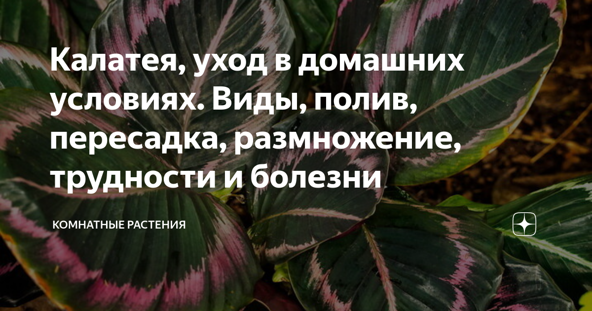 Калатея цветок фото, уход в домашних условиях, виды: орбифолия, лансифолия, руфибарба, макоя