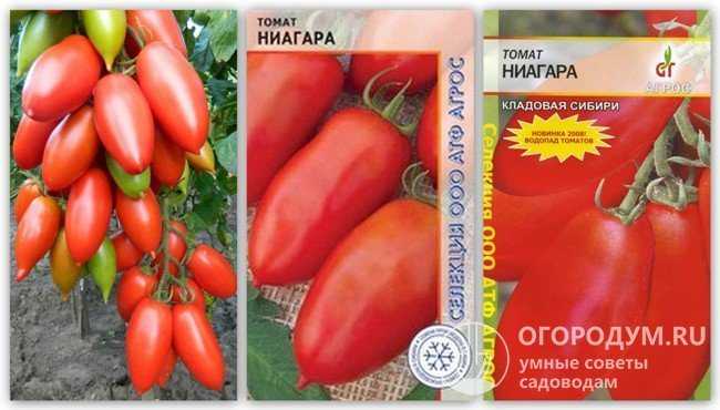 Томат ниагара. описание сорта, фото, отзывы