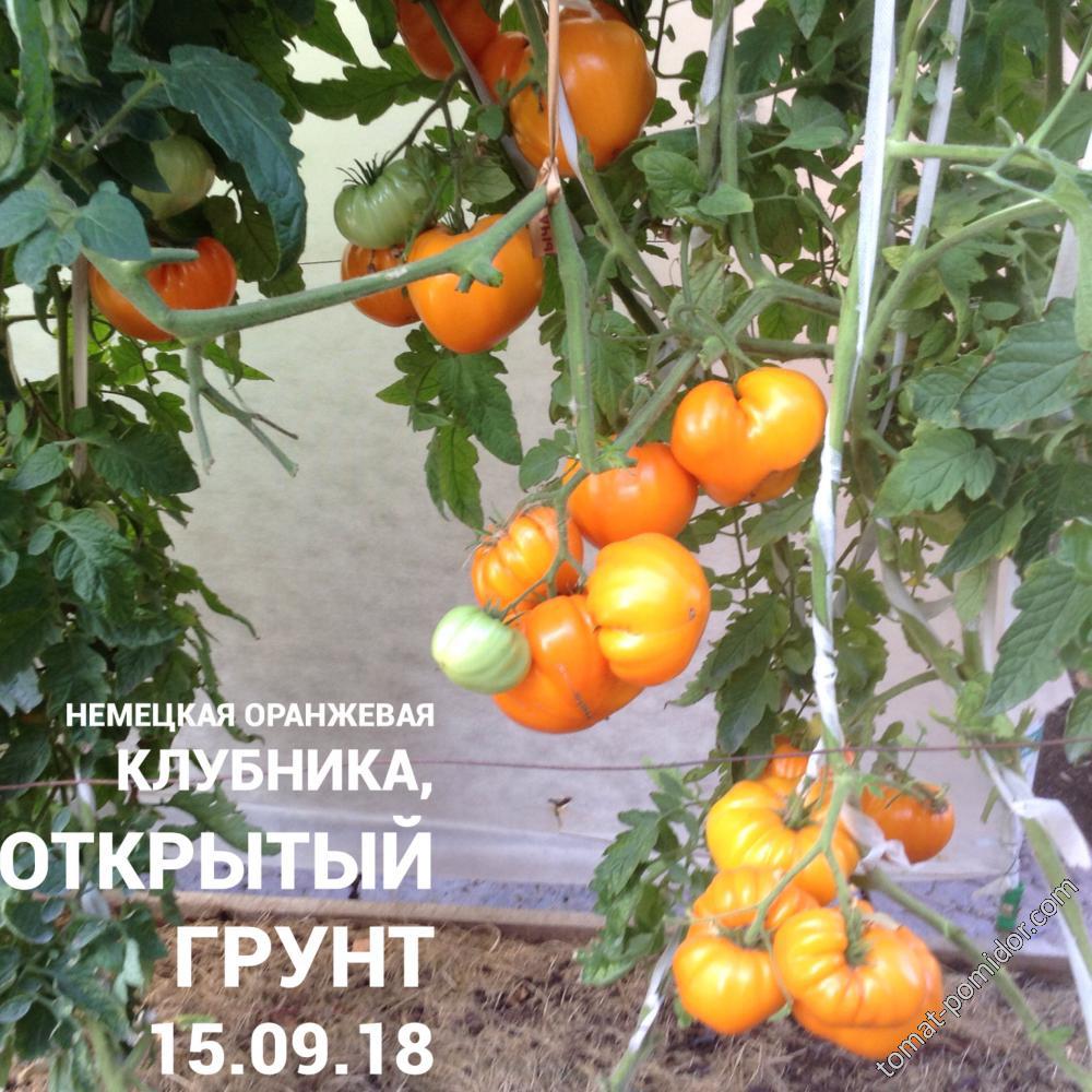 Лучшие сорта томатов (помидор) на 2024 год для теплиц и открытого грунта