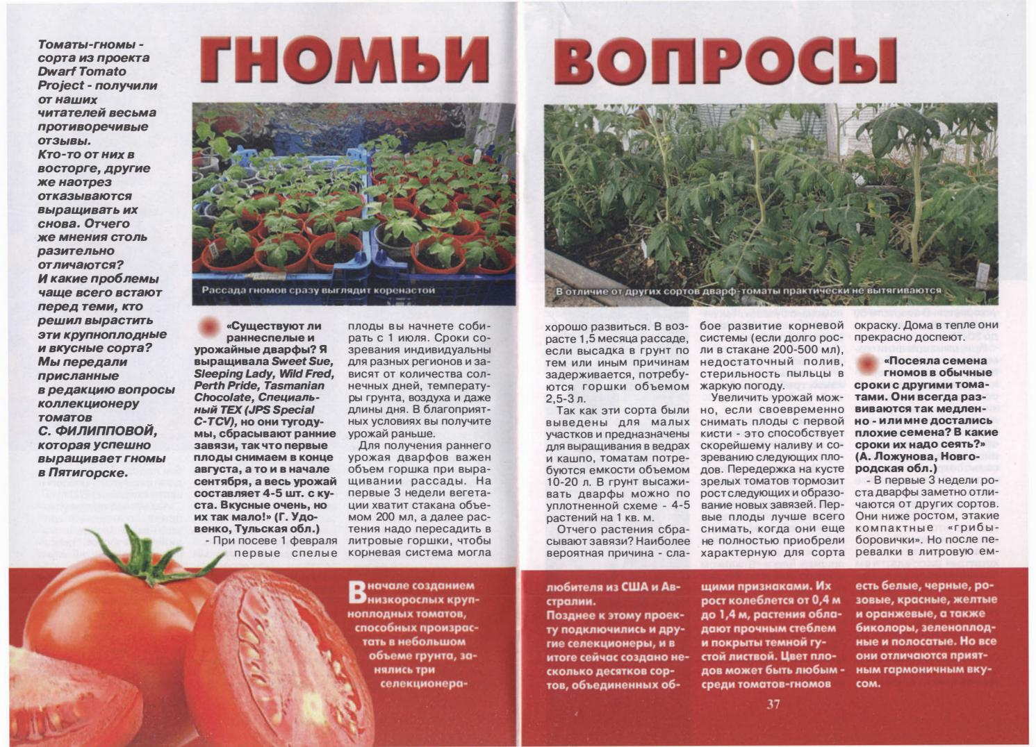 Томат гном: описание и характеристика сортов с фото