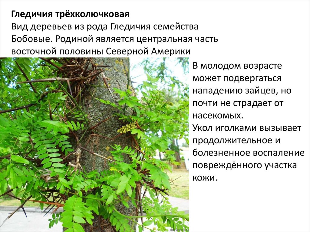 Гледичия обыкновенная трёхколю́чковая - лечебные свойства, применение и фото гледичии