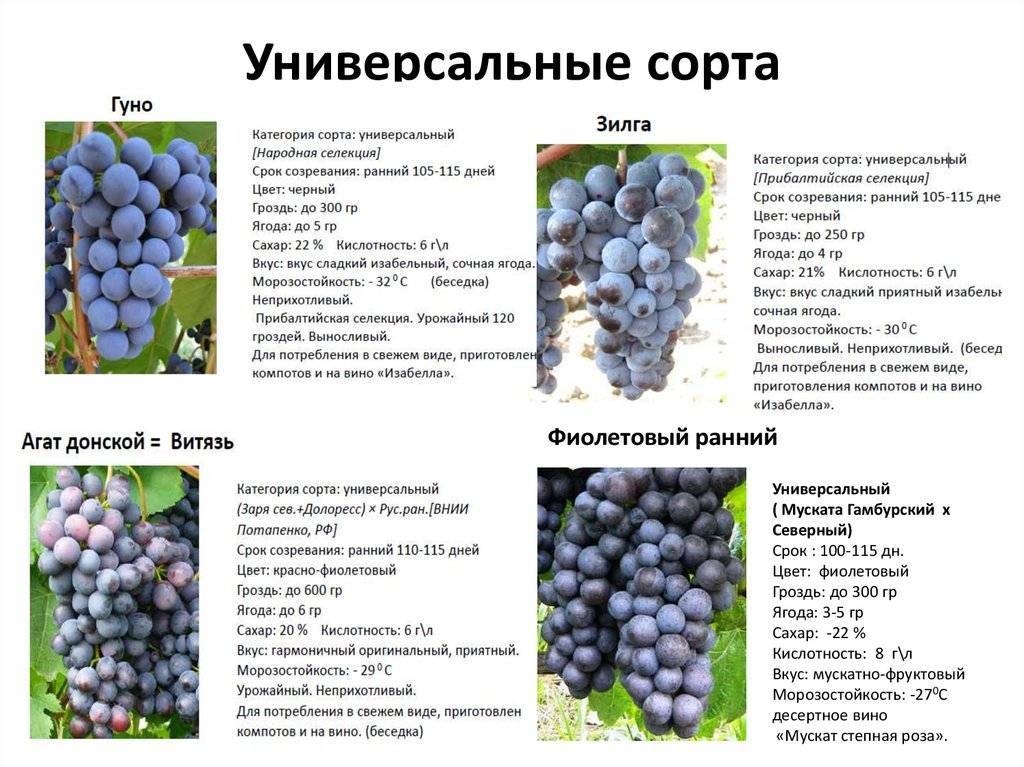 Виноград тасон