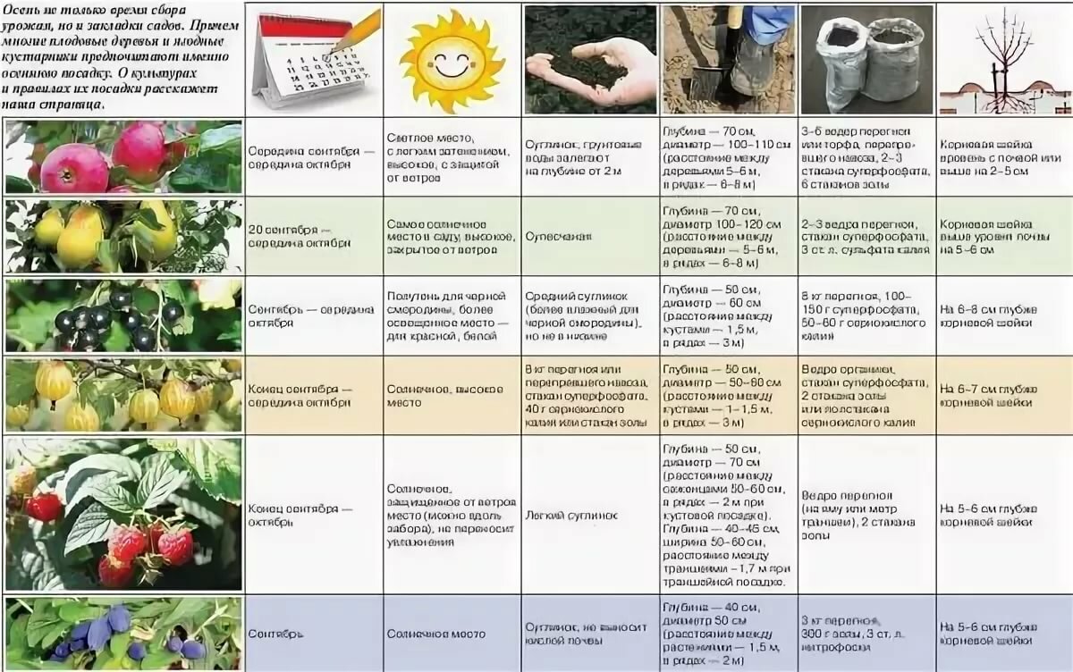 Выбираем наилучшие сорта абрикосов для дачи