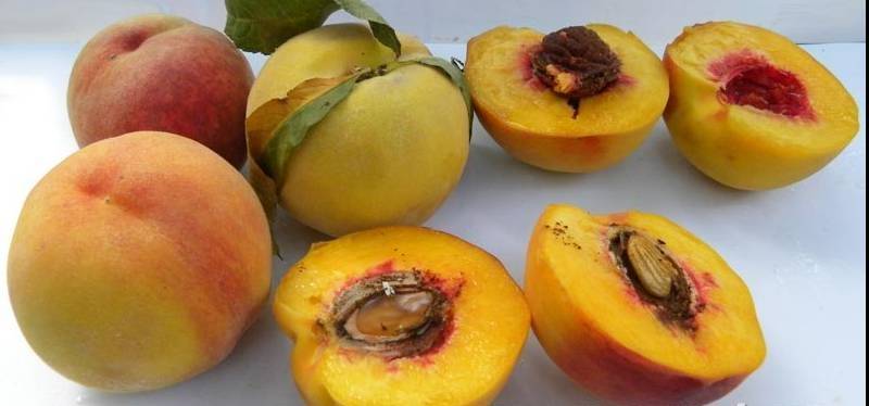 Сорта крымских персиков: топ 20, описание и вкусовые качества, выращивание