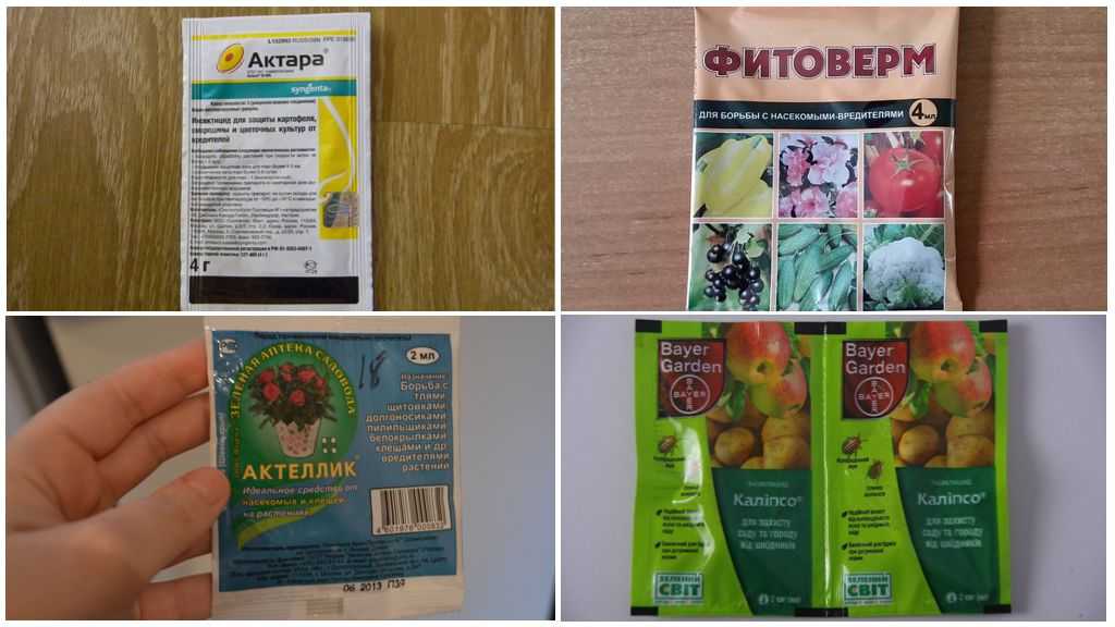 Луковая муха на огороде: способы борьбы, средства уничтожения