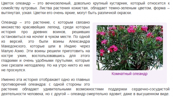 Олеандр обыкновенный: описание, уход, можно ли держать в доме
