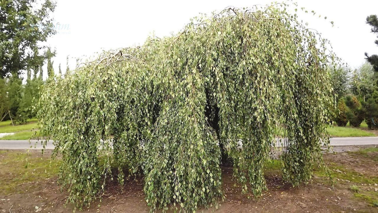 Береза повислая