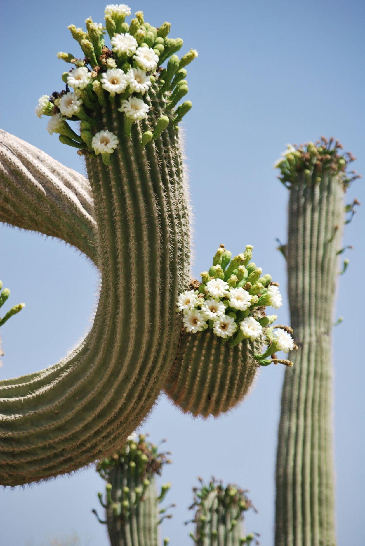 Carnegiea gigantea also known as saguaro