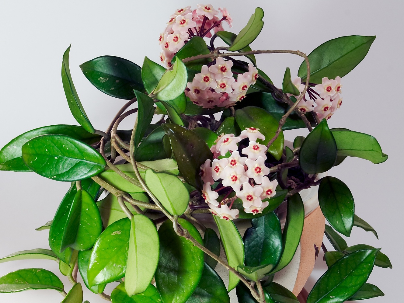 How to grow and care for hoya gracilis aka hoya memoria