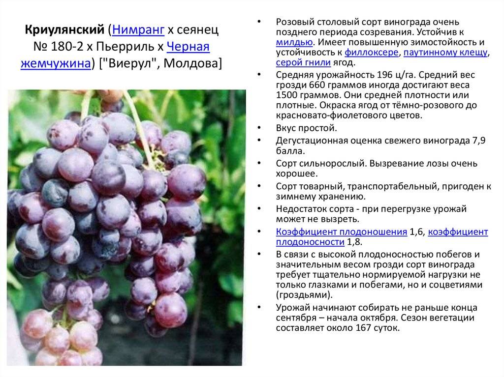 Виноград жемчуг: описание и характеристики сорта, подвиды, посадка и уход