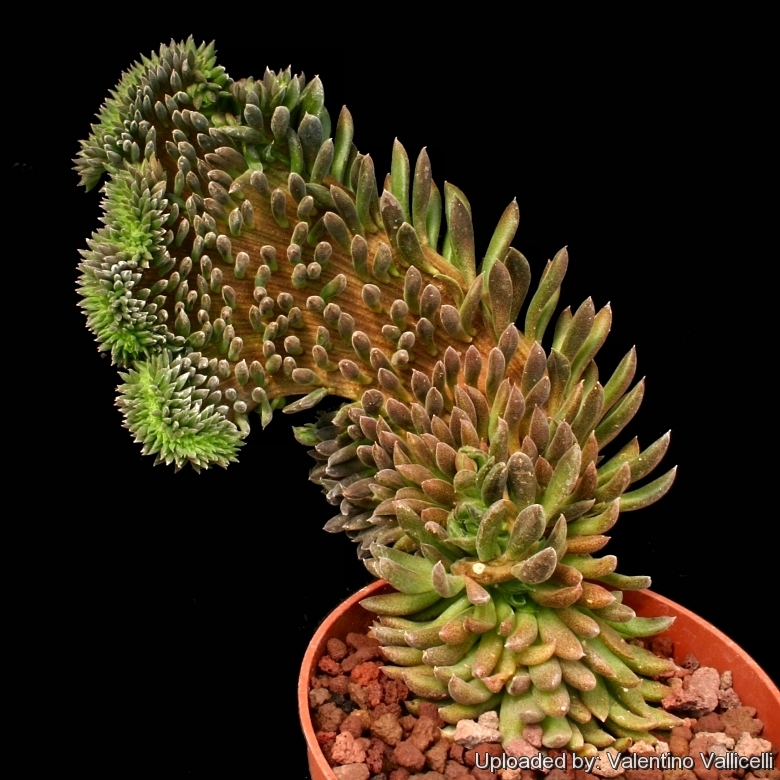 Sinocrassula indica