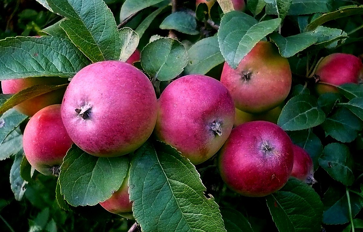 Яблоки амурские - амурское красное, урожайное, альпинист.