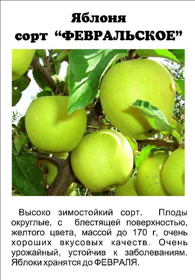 Яблоня декабренок | дом дача огород✔