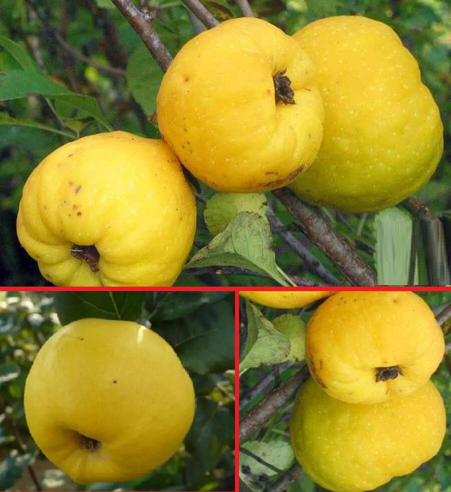 Айва кубанская урожайная