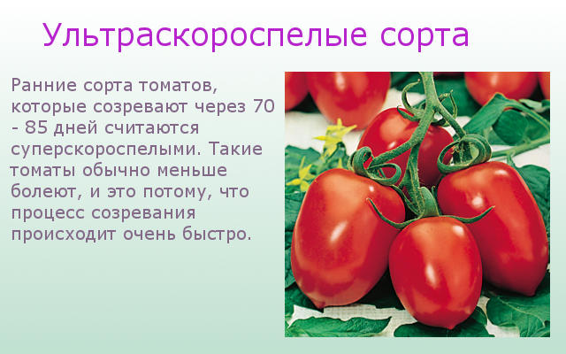 Какие жароустойчивые сорта томатов стоит посадить на юге россии в 2024 году