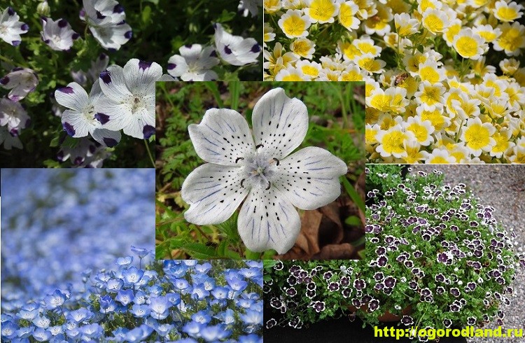 Немофила: выращивание из семян, фото, сорта, посадка и уход