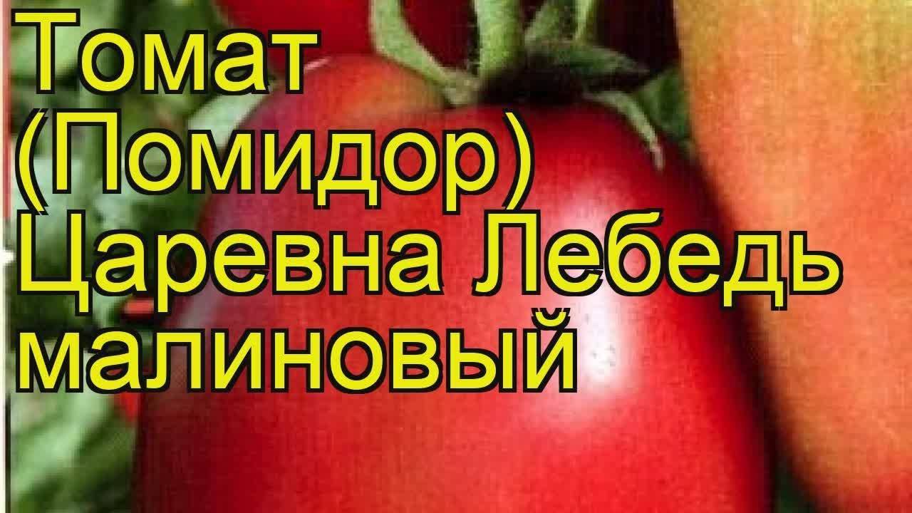 Томат моя любовь f1: описание сорта, отзывы, фото, урожайность
