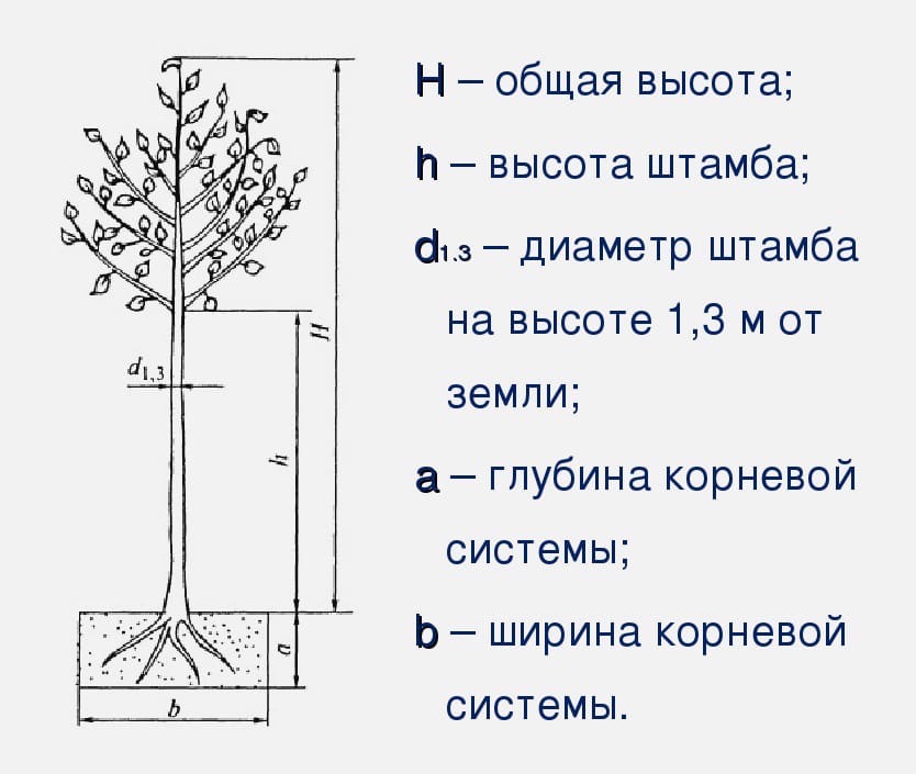 Вишня тургеневка: описание сорта и отзывы, опылители | вишня на огородум.инфо