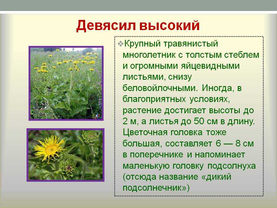 Трава девясил: лечебные свойства и противопоказания, фото, посадка и уход