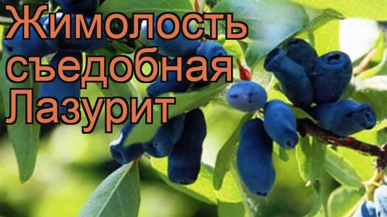 Жимолость лазурная: описание сорта, фото, отзывы садоводов, опылители, посадка и уход