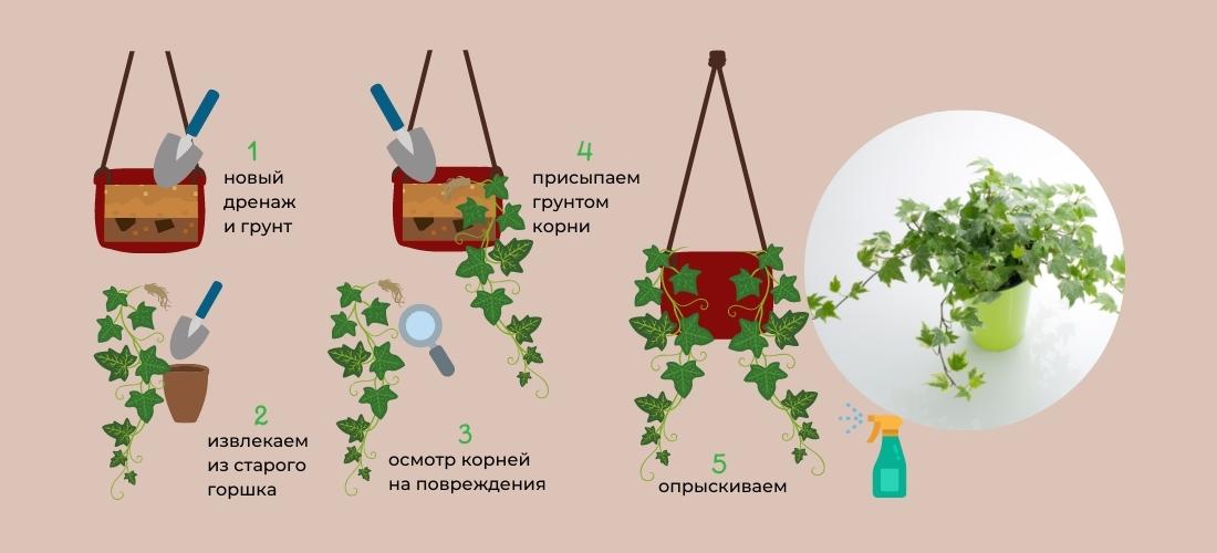 Хедера: уход в домашних условиях и размножение + фото