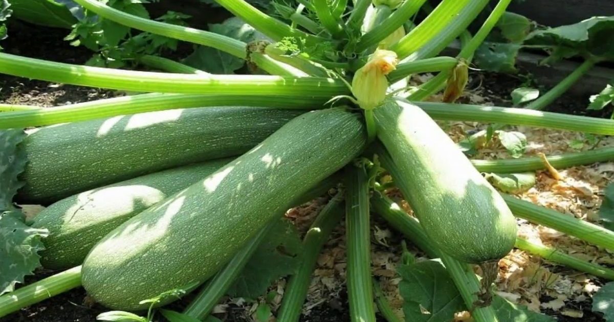 Кабачки кустовые — лучшие сорта для открытого грунта и теплиц