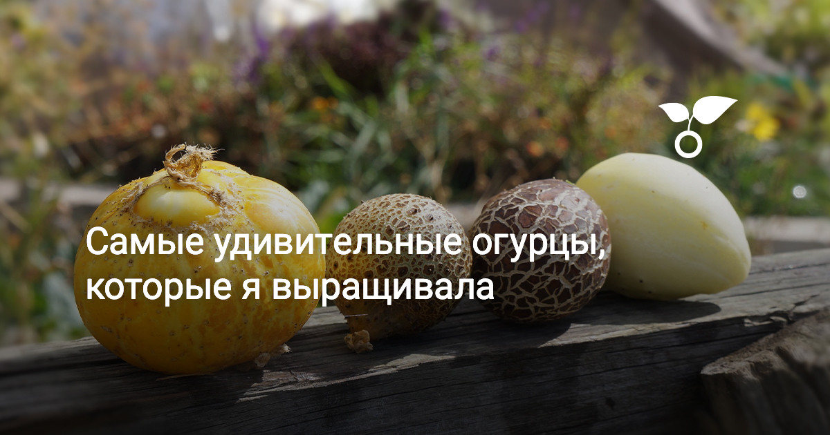 Самые удивительные огурцы, которые я выращивала. фото — ботаничка
