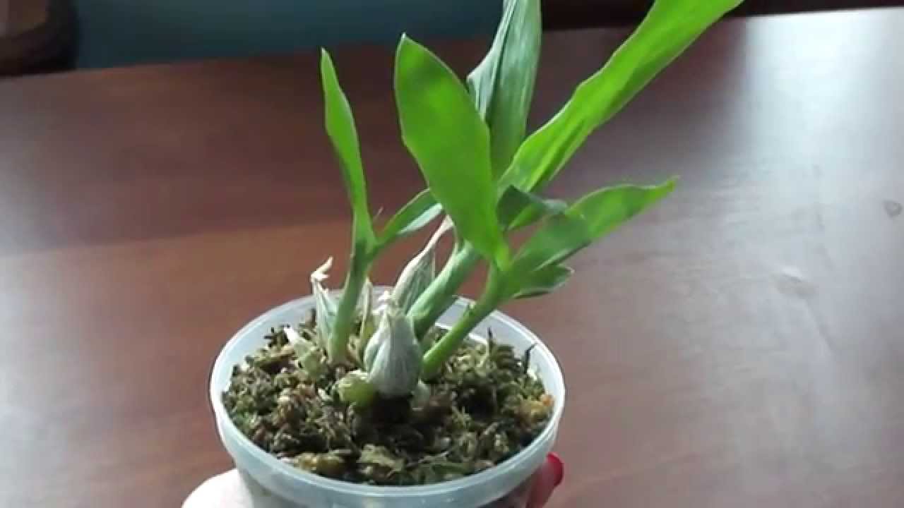 ᐉ особенности орхидеи катасетум, выращивание и уход - my-na-dache.ru