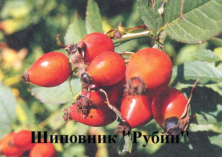 Шиповник воронцовский описание сорта