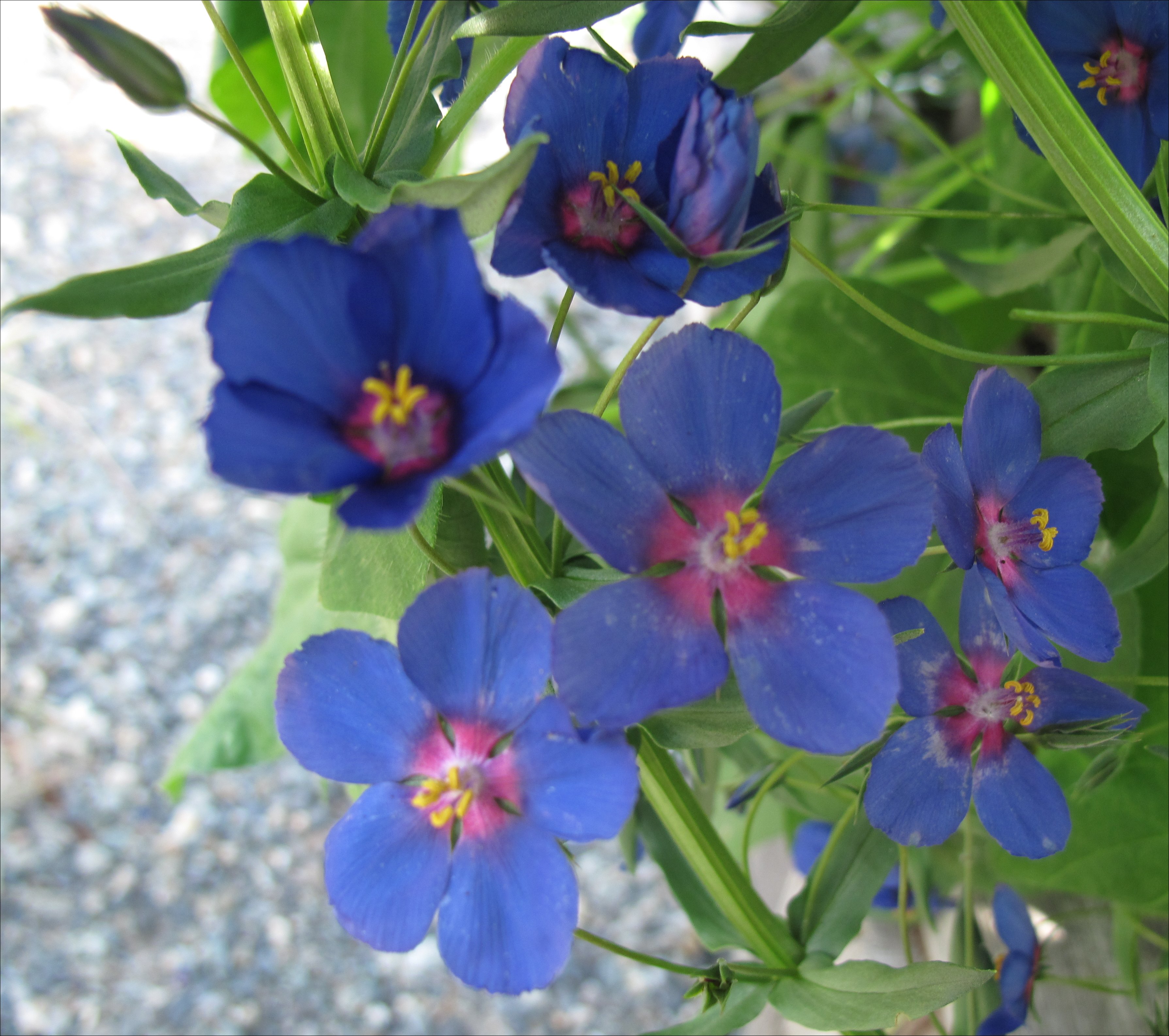 Анагаллис (anagallis) — описание, выращивание, фото