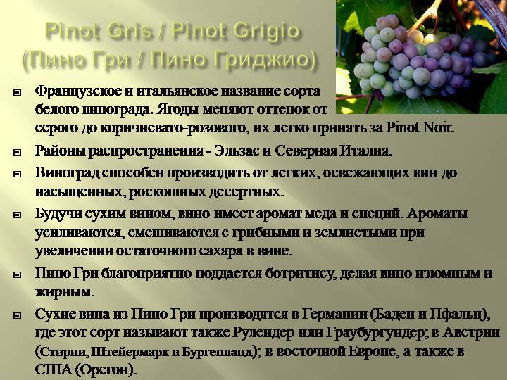 Виноград пино черный - мир винограда - сайт для виноградарей и виноделов