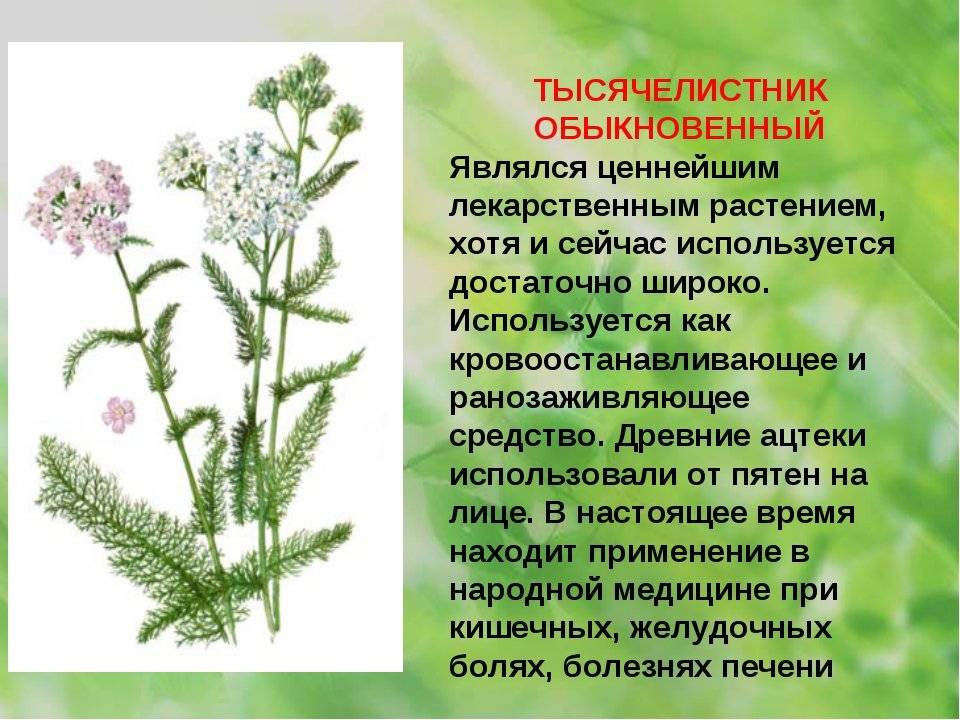 Тысячелистник декоративный посадка и уход выращивание из семян сорта садового тысячелистника с фото ахиллея в саду