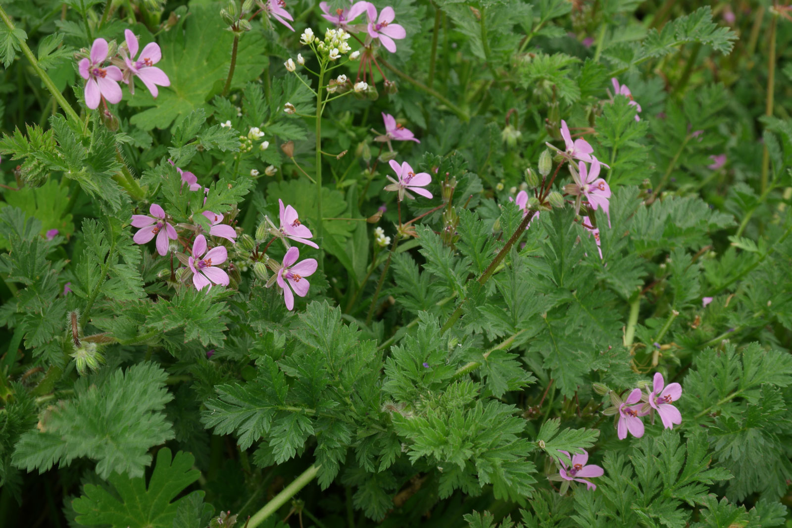 Аистник стевена erodium stevenii | красная книга россии.