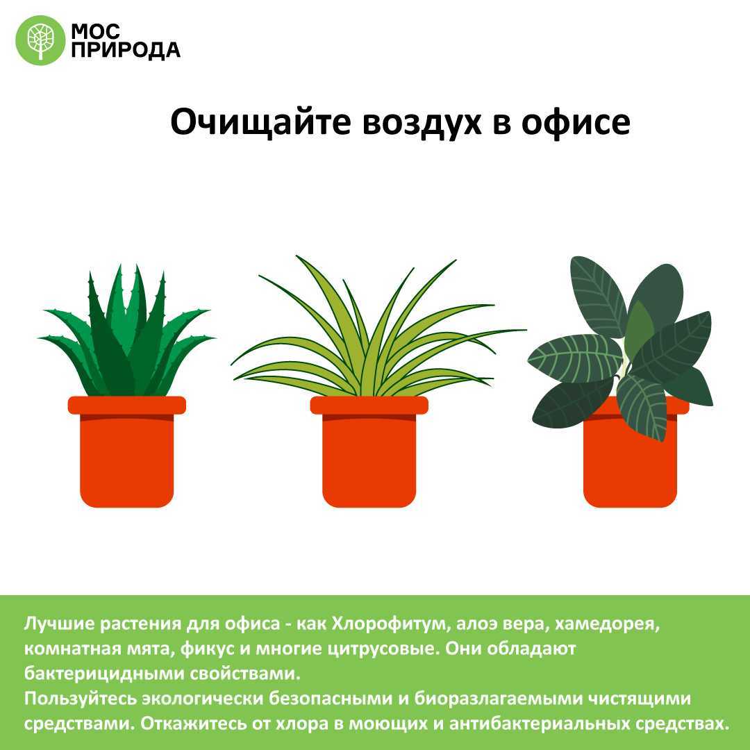 11 растений, очищающих воздух в квартире
