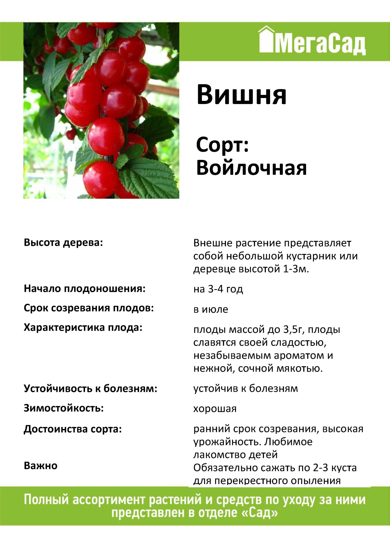 Войлочная вишня - посадка и уход, размножение и сорта