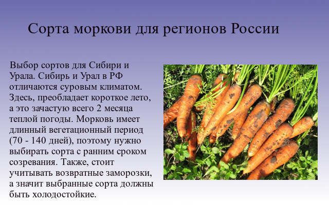  морковь витаминная 6, характеристика и описание сорта с фото, урожайность и отзывы садоводов