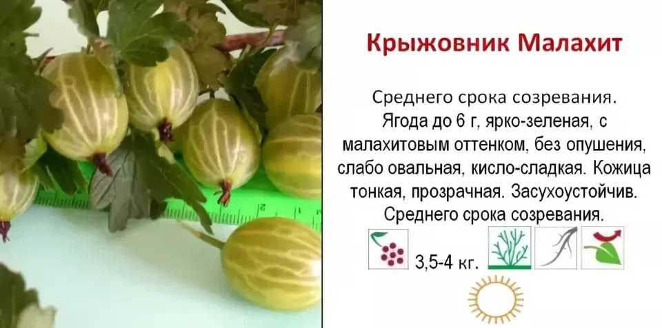 Крыжовник, сорт розовый 2