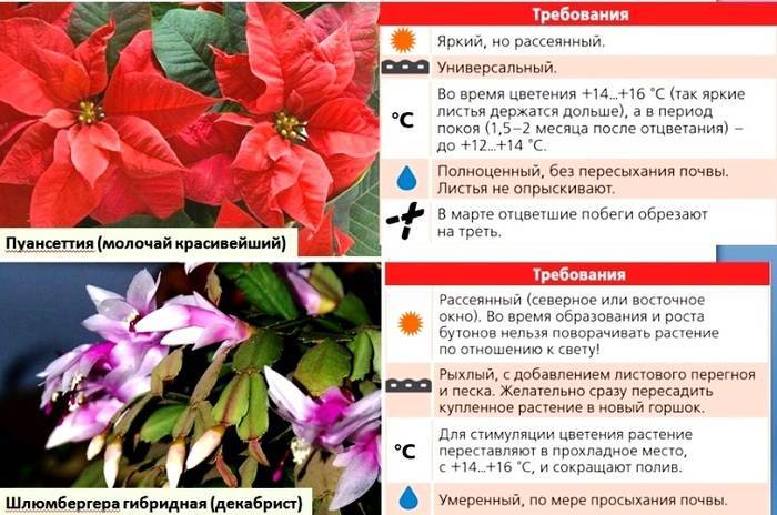 Красная пуансеттия: сорта, подкормки, обрезка