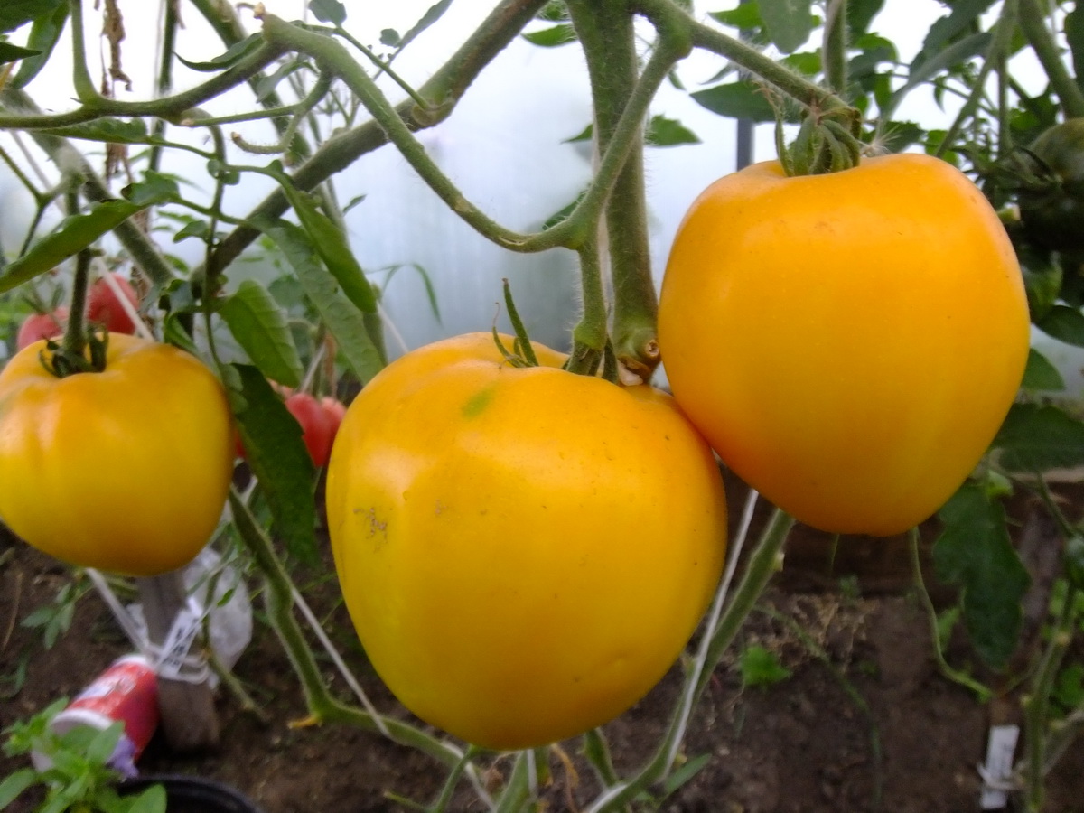 Томаты "домашние сердца гонсиоровских" - великолепное сочетание вкуса и пользы