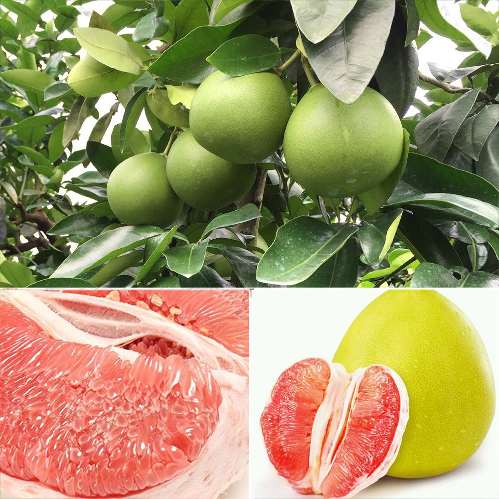 Citrus maxima