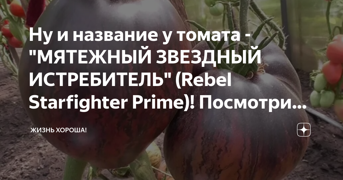 4 десятка самых урожайных и вкусных сортов томатов сибирской селекции